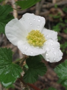 Rubus deliciocus 